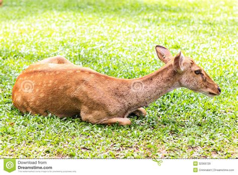 Female Antelope On Ground Stock Image Image Of Ground 32369729