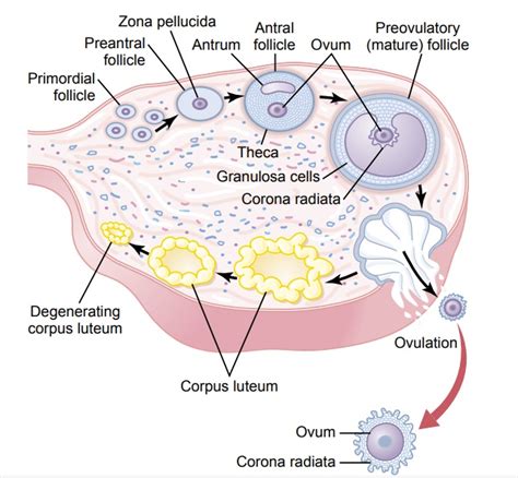 Corpus Luteum Luteal Phase Of The Ovarian Cycle