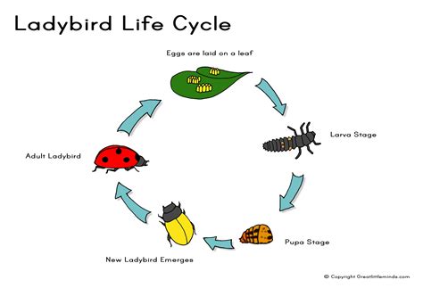 Ladybird Life Cycle