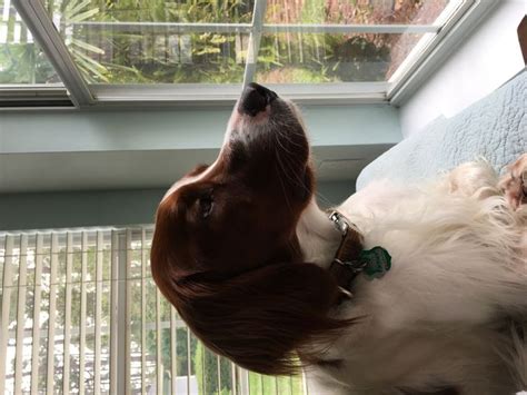 How to make a dog bark. How to Make a Dog Love You: 12 Steps (with Pictures) - wikiHow