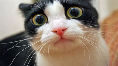 10 Funniest Cat Videos World Cat Comedy