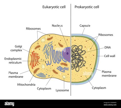 รวมกัน 91 ภาพพื้นหลัง prokaryotic cell มีอะไรบ้าง ครบถ้วน