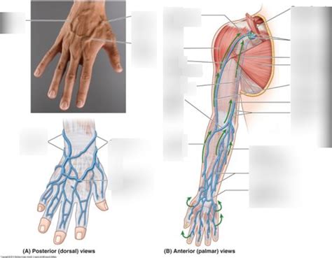 Veins Of The Arm And Hand Diagram Quizlet