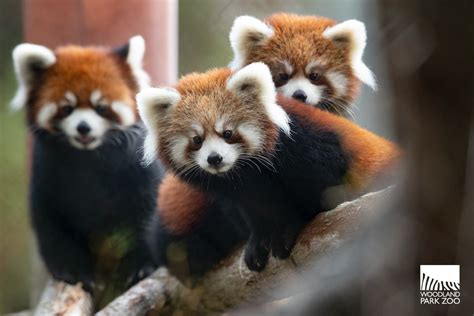 Red Panda Cubs Recaptured After Escaping From Habitat At Woodland Park