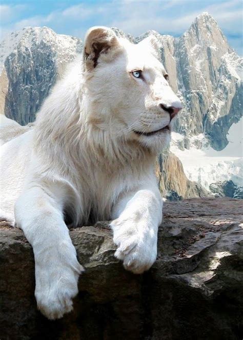 ~ White Lion ~ Albino Animals Animals Beautiful Animals