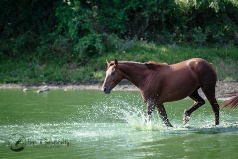 Wild Horses Of Tanna Island Natalya Stone Flickr