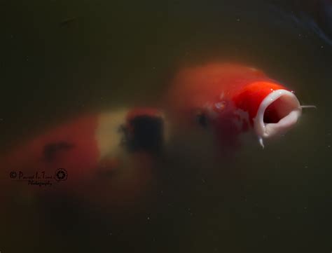 Koi fish greensboro nc : Koi at the Arboretum in Wilmington, NC | Fish pet ...