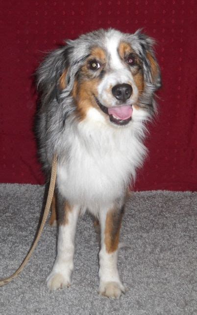 Rassehunde Australian Shepherd Kleinanzeigen Rassehunde Australian