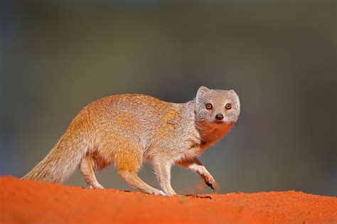 Meerkat Facts Worldatlas