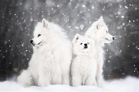 Samoyed Dog Puppy Animal Dog Samoyed Hd Wallpaper Peakpx