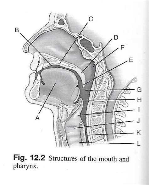 Mouththroat Diagram Quizlet