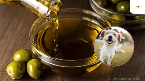 Can Dogs Eat Olive Oil Faqs And Fact Check 2024