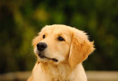 Scgr rescue is grateful for people with hearts large enough to help a dog that needs a loving home. Golden Retriever Puppy: Finding And Raising Your New Friend