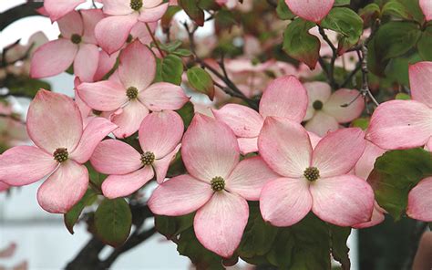 Additionally, the famous fall leaf colorations. Buy Pink Chinese Dogwood Cornus kousa 'Satomi' trees For ...