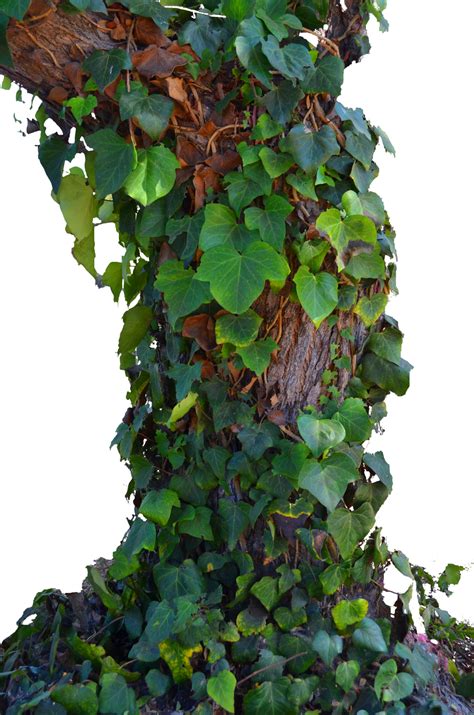 Tree Ivy Vines Stock Photo 0017 PNG by annamae22 on DeviantArt png image