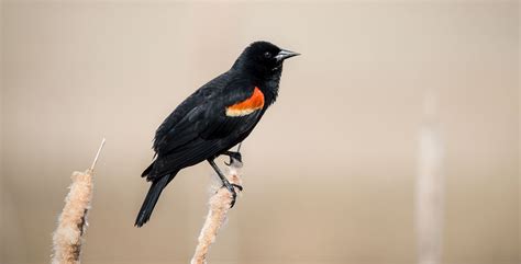 Audubon T Center Red Winged Blackbird
