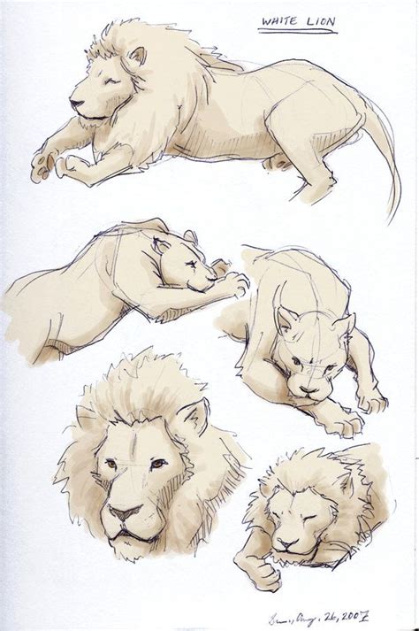 Want to improve your anatomy drawing skills? White Lion Sketches | Lion sketch, Animal drawings, Lion ...