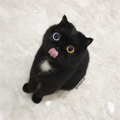 Internet Goes Crazy Over Adorable Odd Eyed Black Cat Named