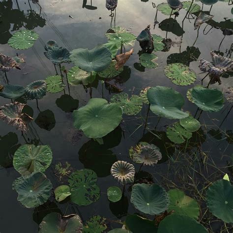 Beautiful And Mysterious Nature Life On Earth Lily Lily Pads