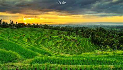 Gambar Kata Pedesaan - Pemandangan Alam Sawah Hd - 1600x923 - Download ...