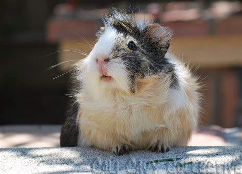 Cali Cavy Collective A Blog About All Things Guinea Pig