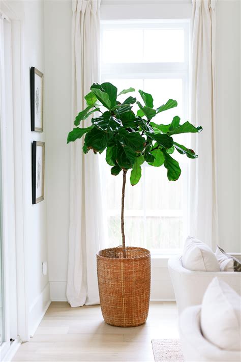 the-best-indoor-trees-for-your-home-wadeworkscreative-com