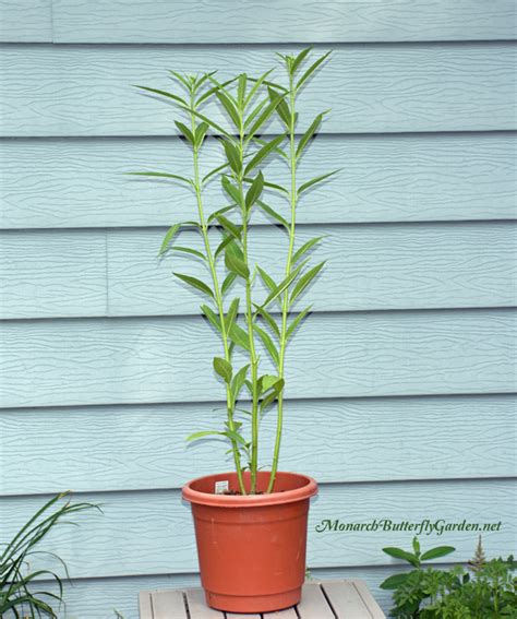 Monarch watch milkweed (asclepias) growing instructions for milkweed live container gardening. Prepare Milkweed Plants for Monarch Eggs- Raise Migration