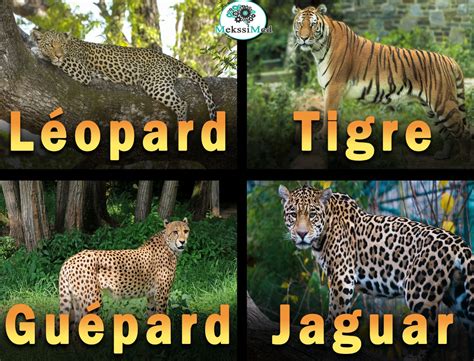 La Différence Entre Léopard Guépard Jaguar Et Tigre Mekssimed