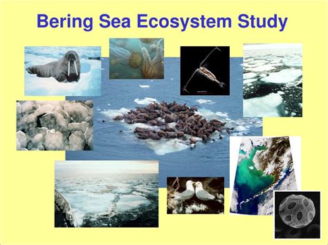 Ppt Bering Sea Ecosystem Study Powerpoint Presentation Free Download