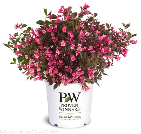 Wine And Roses® Weigela Plant Addicts