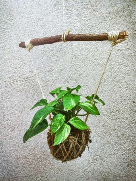 Pin De Naked Ape Em Plants Kokedama Bonsai Jardinagem E Decora O Kokedama Planta Jardins