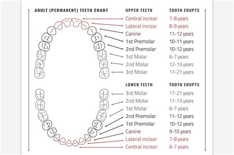 Adult Teeth Chart Education Illustrations Creative Market