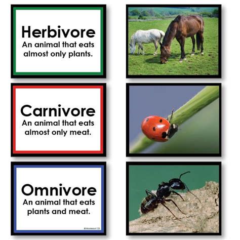 All set? You bet!: Animals. Nutrition