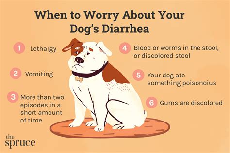 Can Treats Give Puppies Diarrhea
