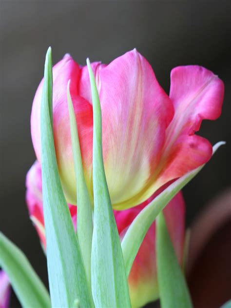 Flowers Tulips Pink Spring Hd Wallpaper Wallpapers Sinaga