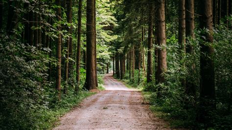 Wallpaper Id 4694 Path Forest Road 4k Free Download