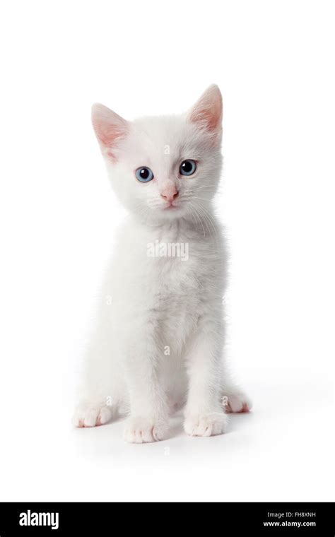 Pretty White Cat With Blue Eyes Transmaradakrakowpl