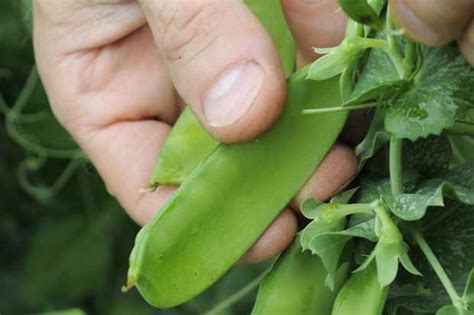 Grow Sugar Snap Peas In Pictures