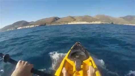 Акула молот нападает на человека Hammer Shark Attacks Human Youtube