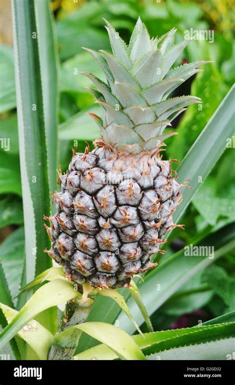 Baby Pineapple Growing On A Tropical Plant Stock Photo Alamy
