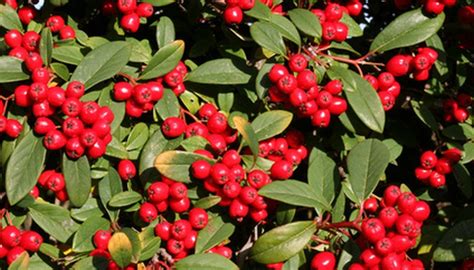 How To Identify Red Berries On A Vine Garden Guides