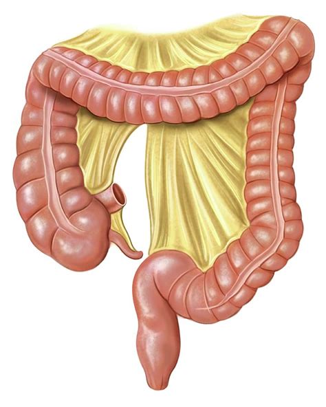 Foetal Large Intestine Photograph By Asklepios Medical Atlas