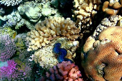 Corals Reef In Bay Eilat Red Sea Stock Image Colourbox