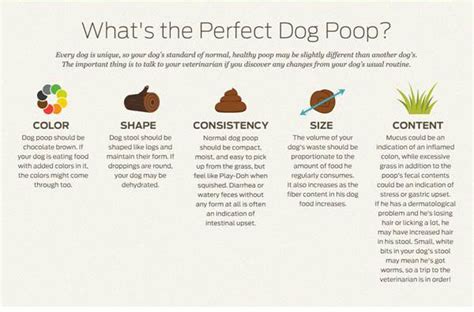 Dog Poop