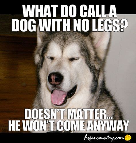 Easygoing Dog Jokes What Do You Call A Dog With No Legs Doesnt
