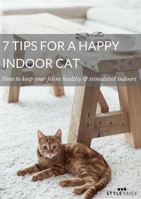 How To Keep Indoor Cats Happy And Healthy Cats Cat Care Indoor Cat