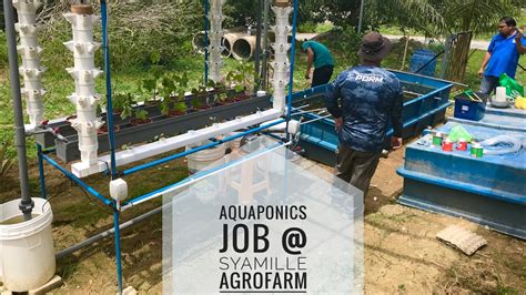 Perak, west coast, malaysia, southeast asia, asia. Aquaponics Job At Syamille Agrofarm Resort Kuala Kangsar ...