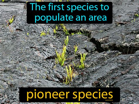 Pioneer Species Definition And Image Gamesmartz