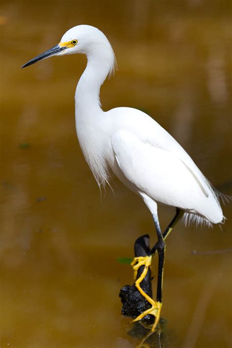 Tall White Floridan Birds Fm Forums