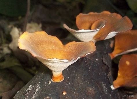 Omphalotus Olearius Jack Olantern Mushroom Stuffed Mushrooms
